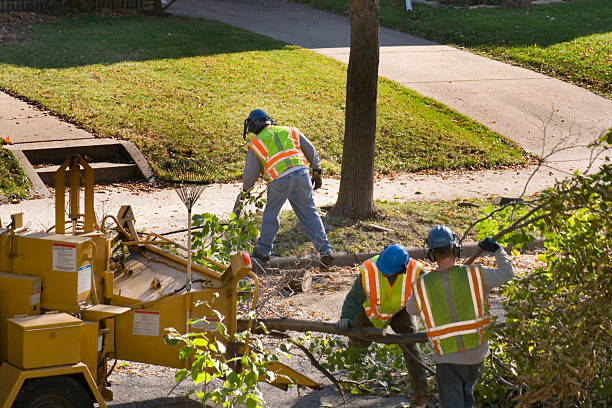 Trusted Wallace, NC Tree Removal and Landscaping Services Experts